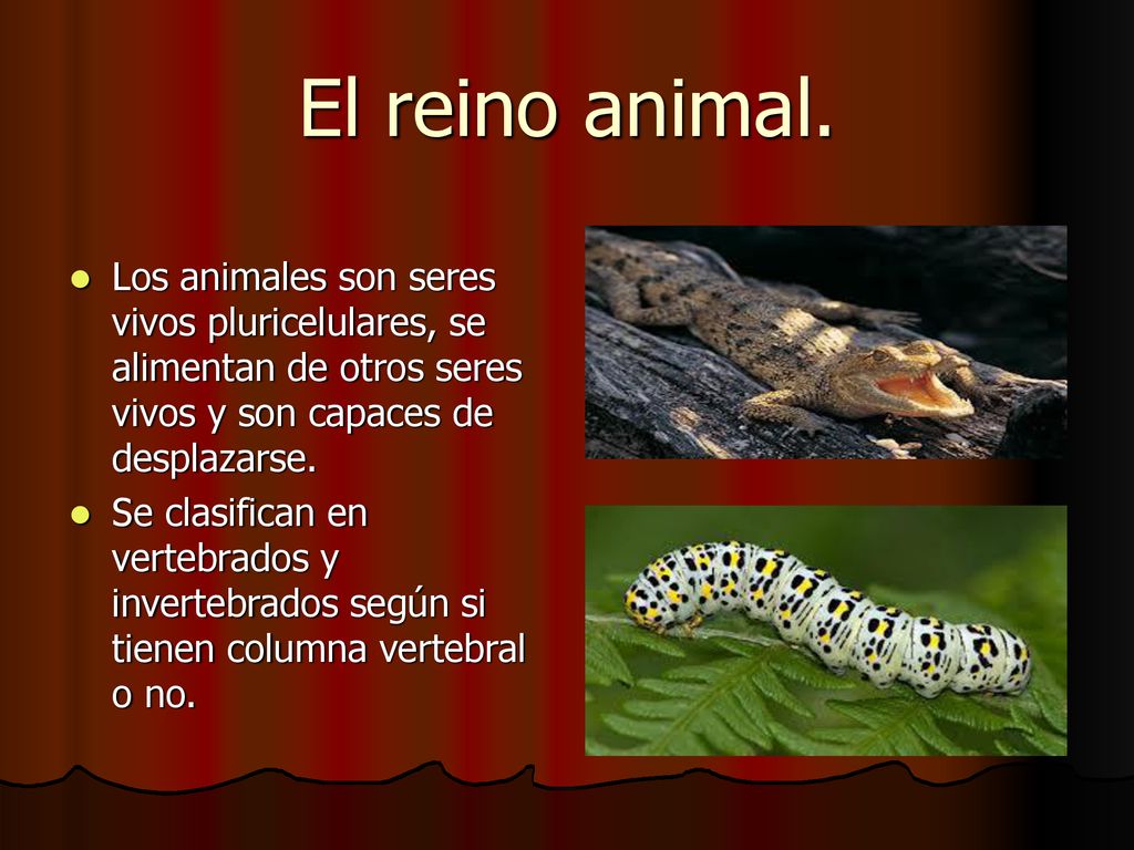 El reino animal. Los animales son seres vivos pluricelulares, se alimentan de otros seres vivos y son capaces de desplazarse.