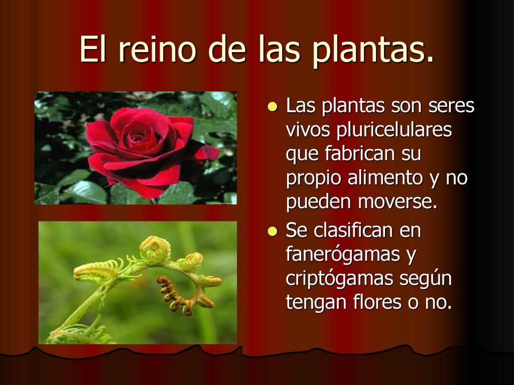 El reino de las plantas. Las plantas son seres vivos pluricelulares que fabrican su propio alimento y no pueden moverse.