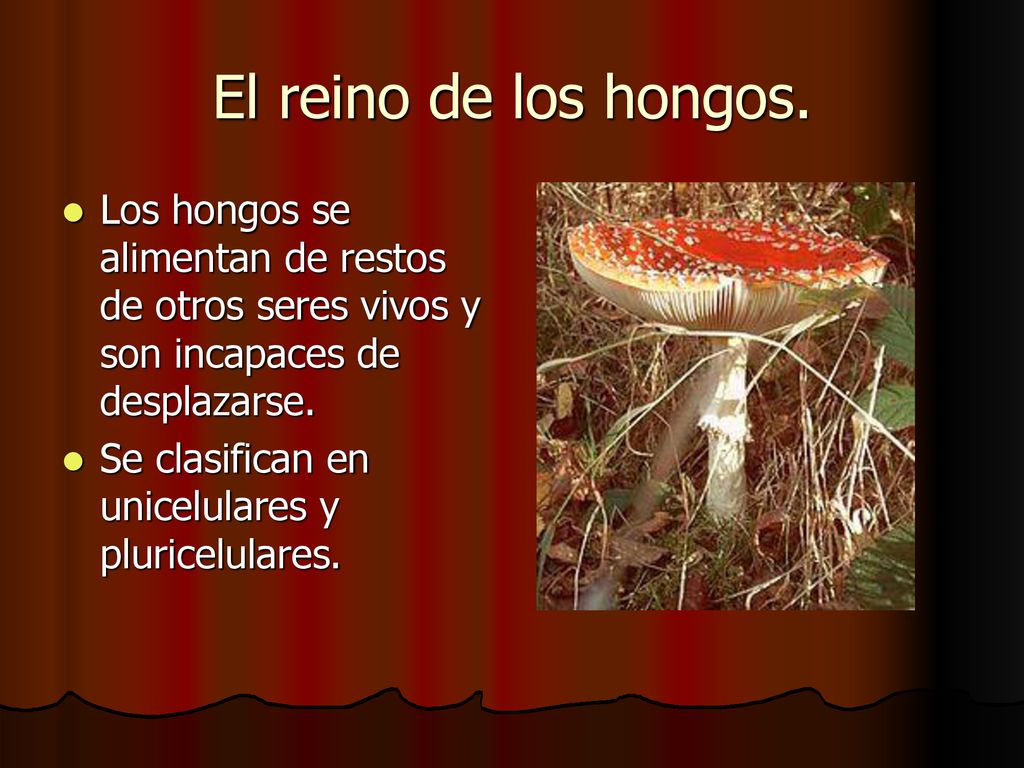 El reino de los hongos. Los hongos se alimentan de restos de otros seres vivos y son incapaces de desplazarse.