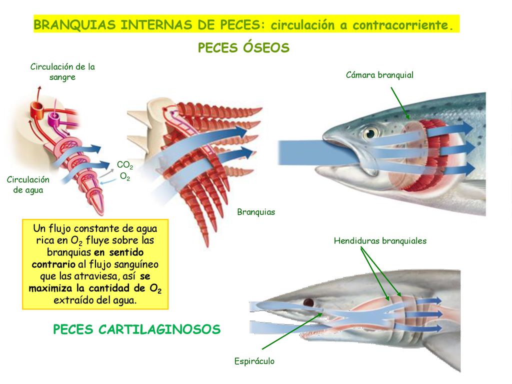 BRANQUIAS INTERNAS DE PECES: circulación a contracorriente.