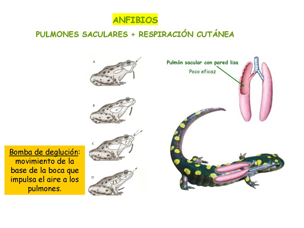 PULMONES SACULARES + RESPIRACIÓN CUTÁNEA Pulmón sacular con pared lisa