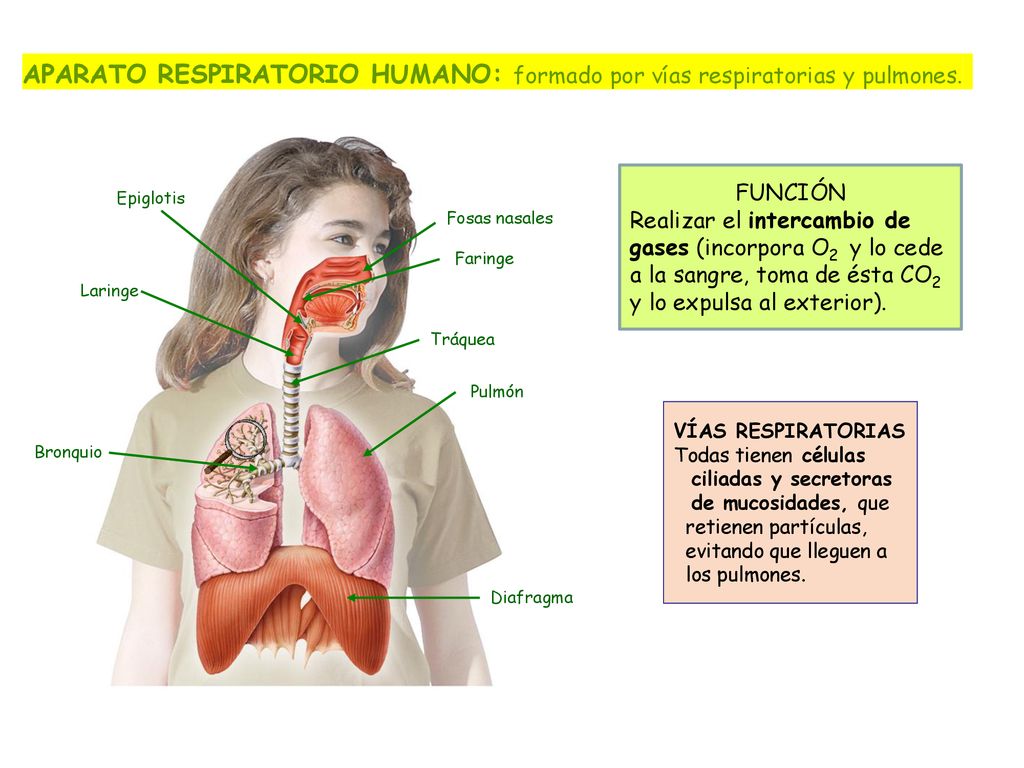 APARATO RESPIRATORIO HUMANO: formado por vías respiratorias y pulmones.