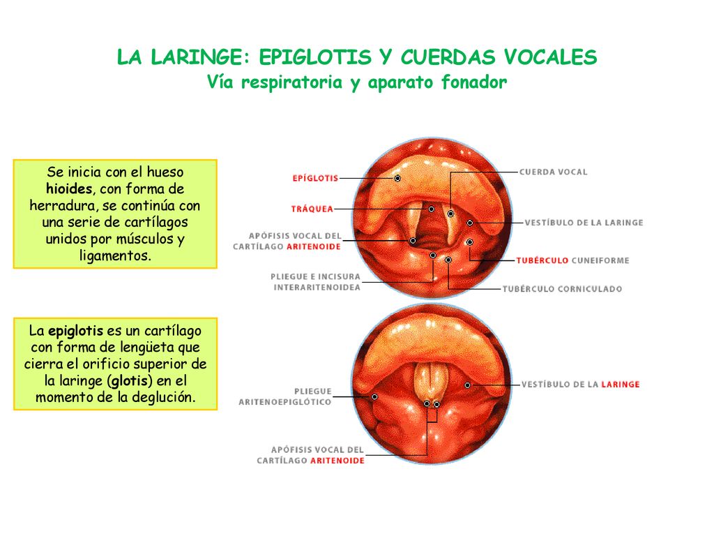 LA LARINGE: EPIGLOTIS Y CUERDAS VOCALES Vía respiratoria y aparato fonador