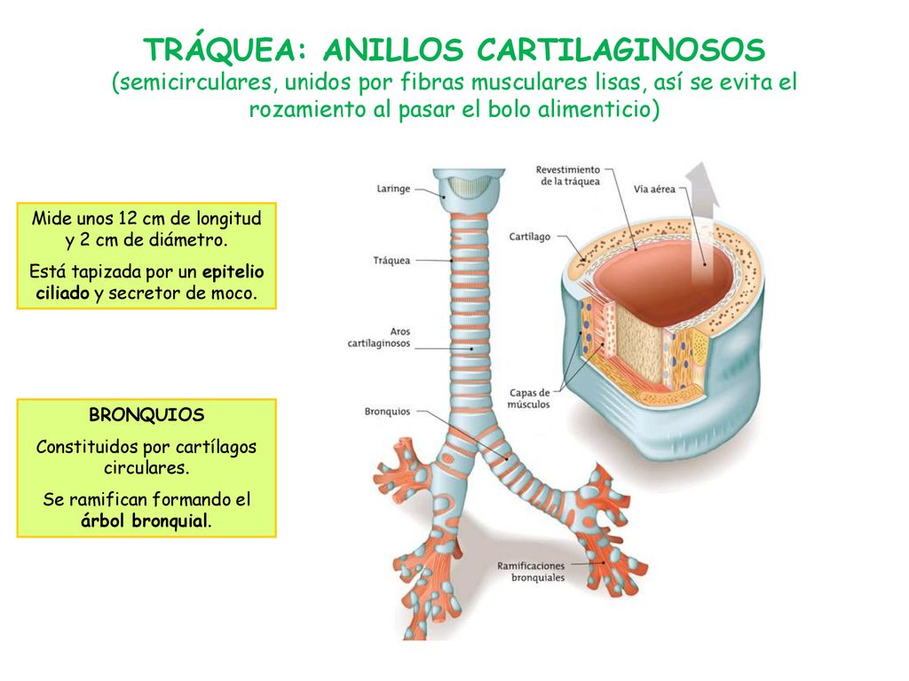 TRÁQUEA: ANILLOS CARTILAGINOSOS (semicirculares, unidos por fibras musculares lisas, así se evita el rozamiento al pasar el bolo alimenticio)