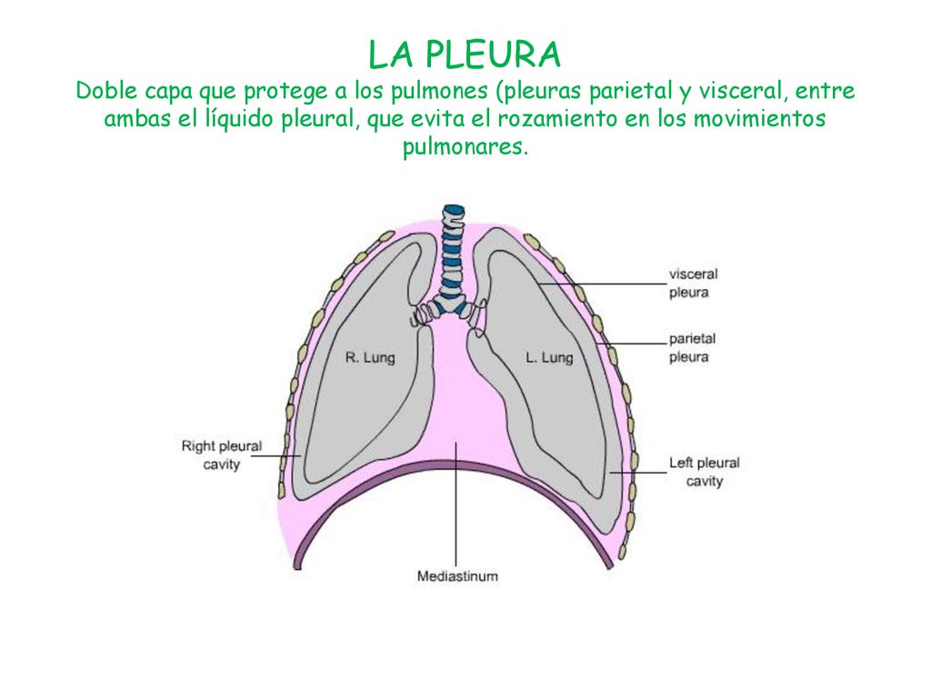 LA PLEURA Doble capa que protege a los pulmones (pleuras parietal y visceral, entre ambas el líquido pleural, que evita el rozamiento en los movimientos pulmonares.