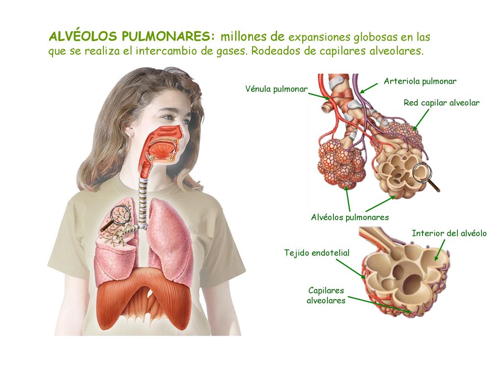 ALVÉOLOS PULMONARES: millones de expansiones globosas en las que se realiza el intercambio de gases. Rodeados de capilares alveolares.