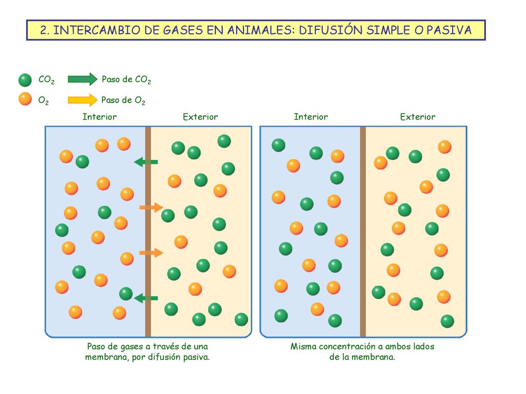 2. INTERCAMBIO DE GASES EN ANIMALES: DIFUSIÓN SIMPLE O PASIVA