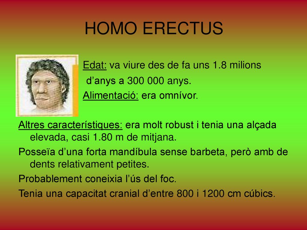 HOMO ERECTUS Edat: va viure des de fa uns 1.8 milions