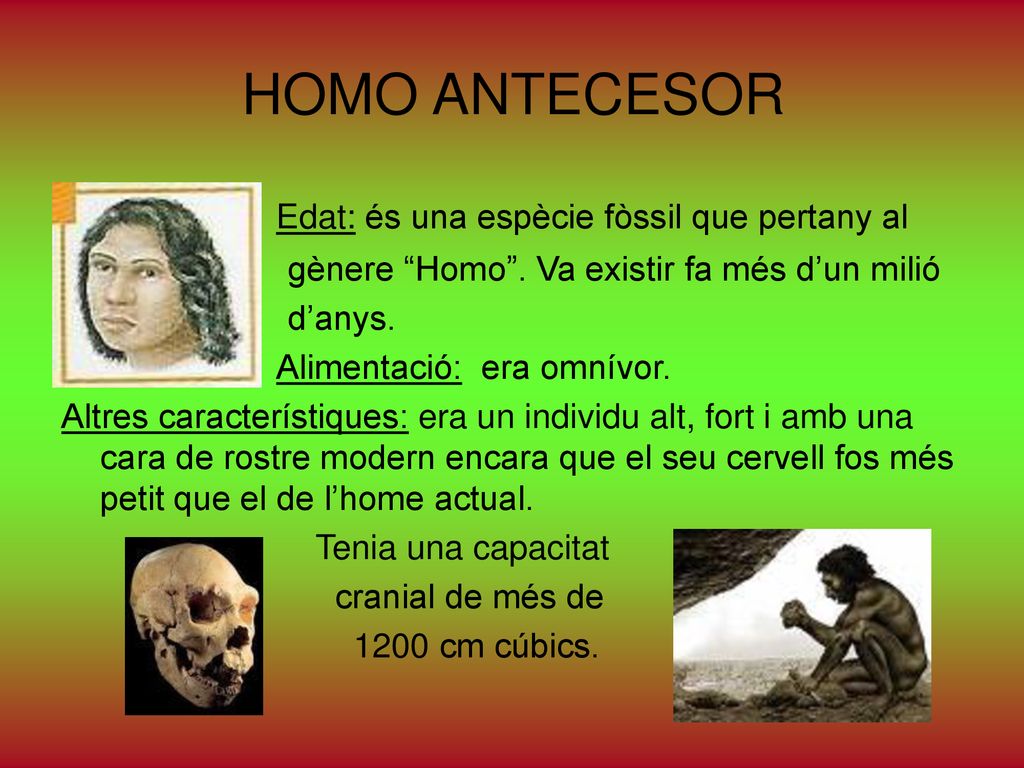 HOMO ANTECESOR Edat: és una espècie fòssil que pertany al