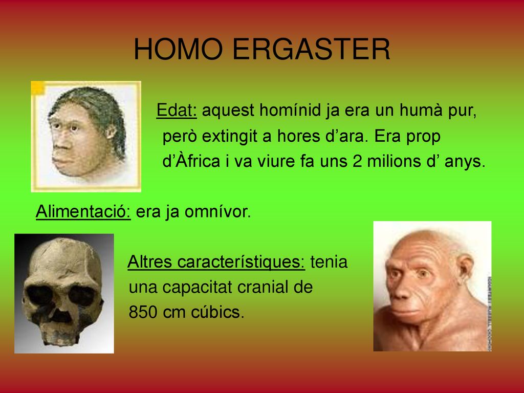 HOMO ERGASTER Edat: aquest homínid ja era un humà pur,