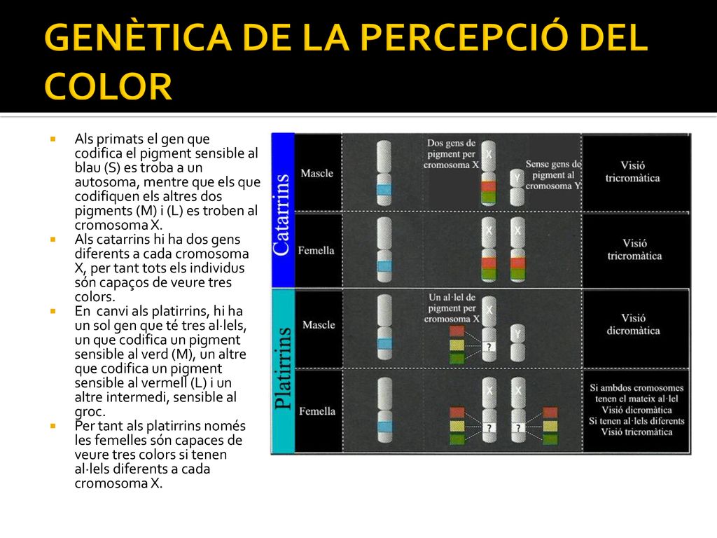 GENÈTICA DE LA PERCEPCIÓ DEL COLOR