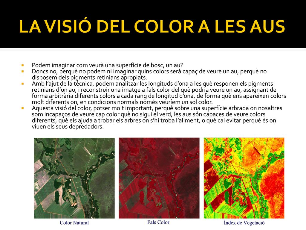 LA VISIÓ DEL COLOR A LES AUS