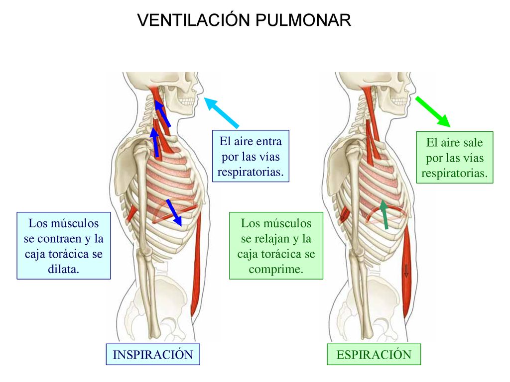 VENTILACIÓN PULMONAR El aire entra por las vías respiratorias.