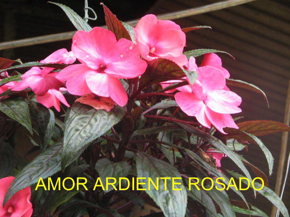 AMOR ARDIENTE ROSADO