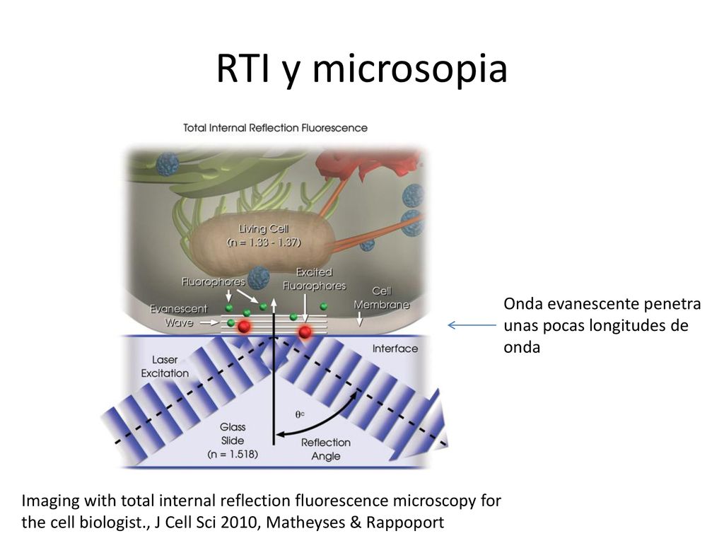 RTI y microsopia Onda evanescente penetra unas pocas longitudes de onda.
