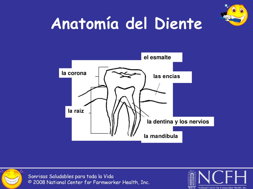 Anatomía del Diente el esmalte la corona las encías la raíz
