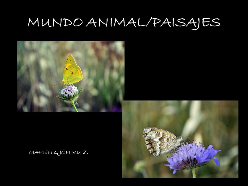 MUNDO ANIMAL/PAISAJES