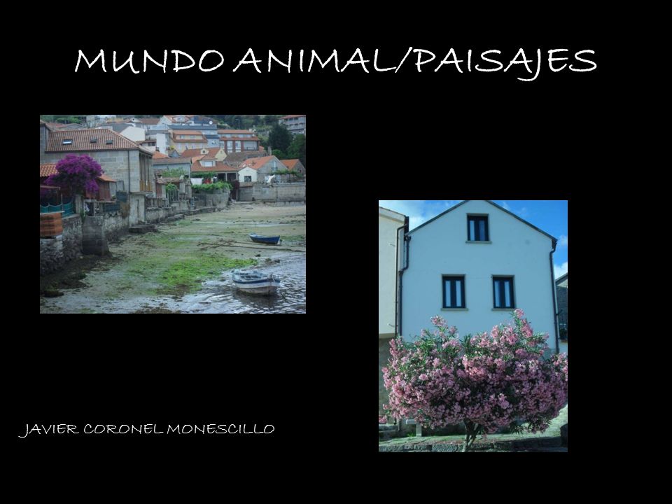 MUNDO ANIMAL/PAISAJES