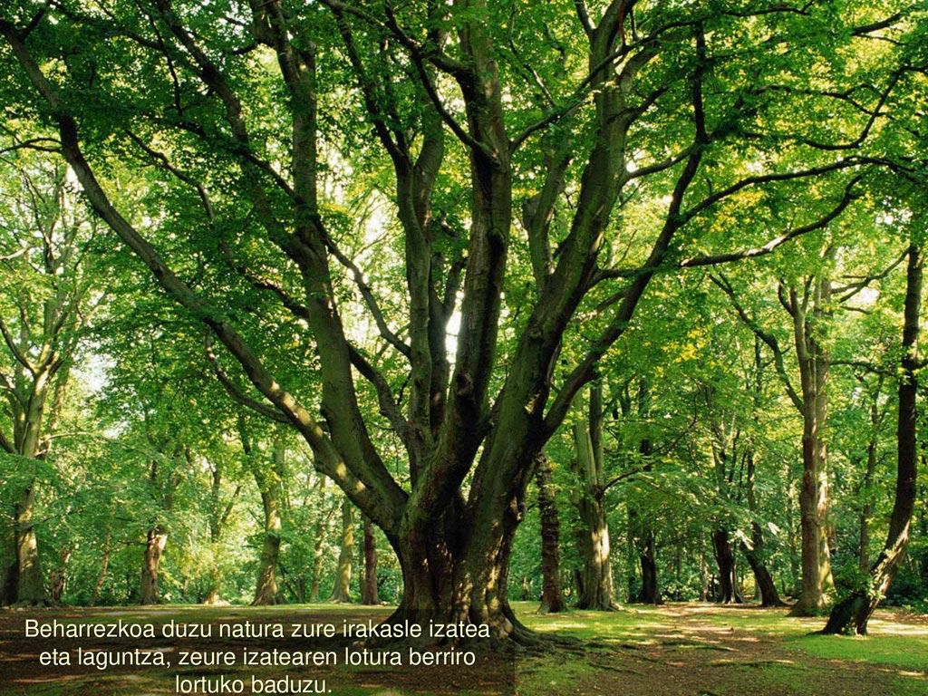 Beharrezkoa duzu natura zure irakasle izatea eta laguntza, zeure izatearen lotura berriro lortuko baduzu.