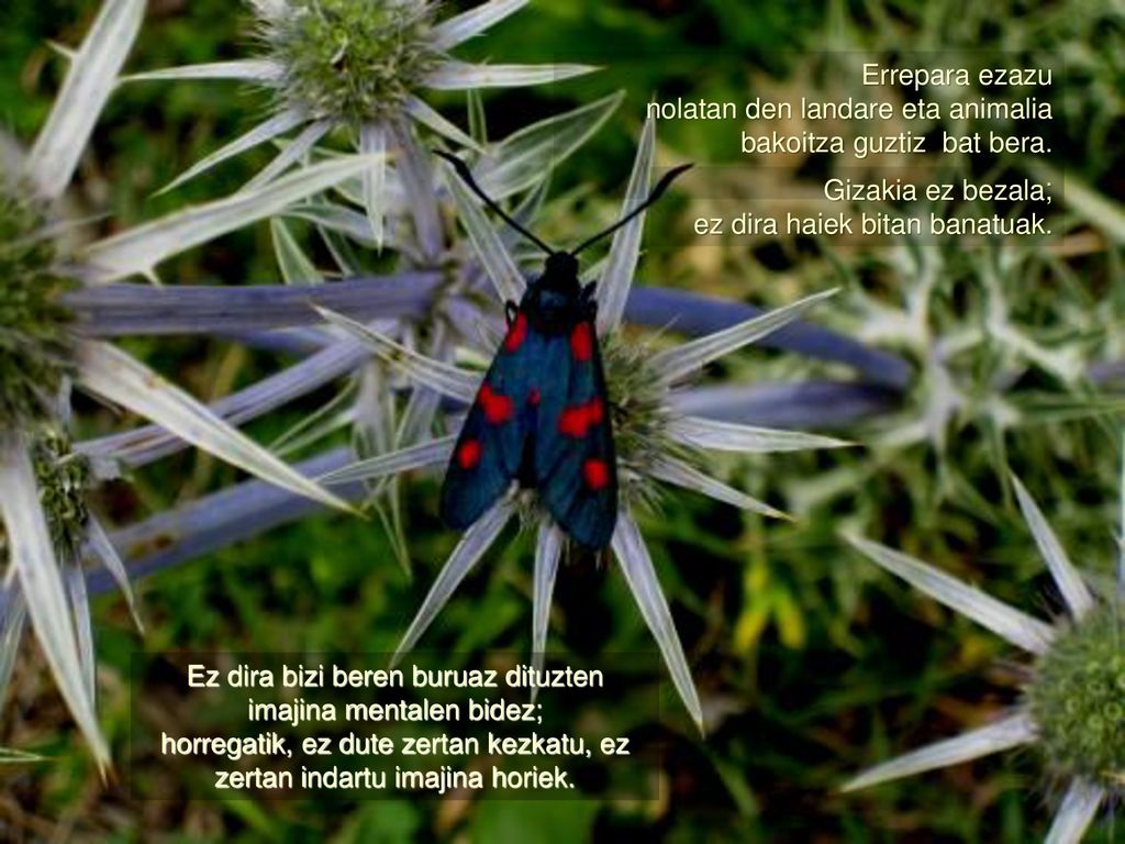 nolatan den landare eta animalia bakoitza guztiz bat bera. .