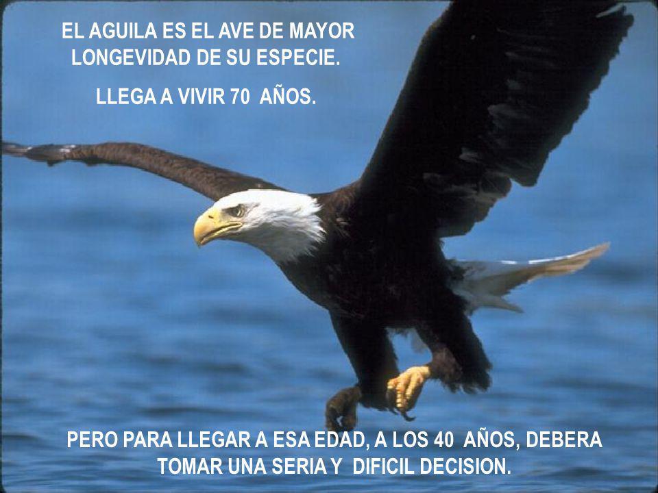 EL AGUILA ES EL AVE DE MAYOR LONGEVIDAD DE SU ESPECIE.