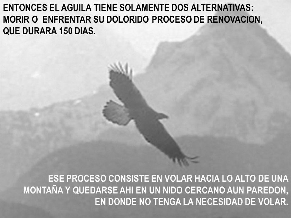ENTONCES EL AGUILA TIENE SOLAMENTE DOS ALTERNATIVAS: MORIR O ENFRENTAR SU DOLORIDO PROCESO DE RENOVACION, QUE DURARA 150 DIAS.