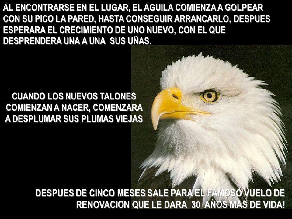 AL ENCONTRARSE EN EL LUGAR, EL AGUILA COMIENZA A GOLPEAR CON SU PICO LA PARED, HASTA CONSEGUIR ARRANCARLO, DESPUES ESPERARA EL CRECIMIENTO DE UNO NUEVO, CON EL QUE DESPRENDERA UNA A UNA SUS UÑAS.