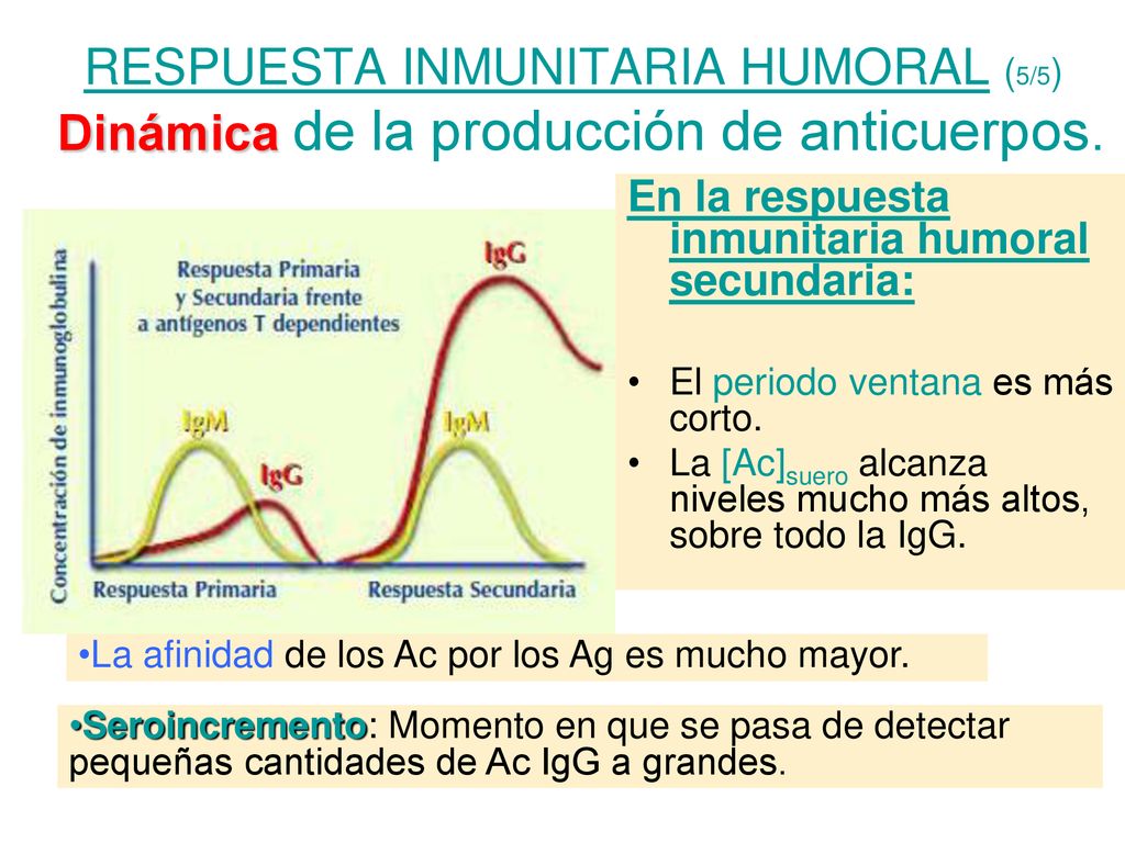 RESPUESTA INMUNITARIA HUMORAL (5/5) Dinámica de la producción de anticuerpos.