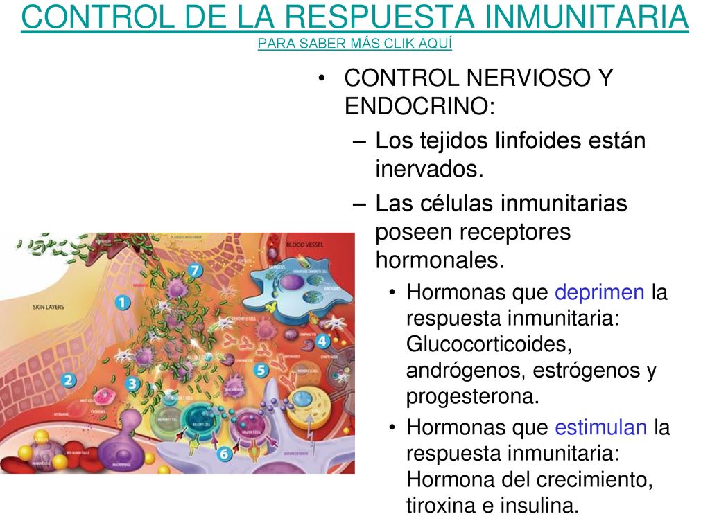 CONTROL DE LA RESPUESTA INMUNITARIA PARA SABER MÁS CLIK AQUÍ