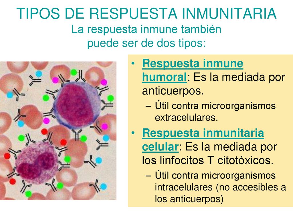 TIPOS DE RESPUESTA INMUNITARIA La respuesta inmune también puede ser de dos tipos: