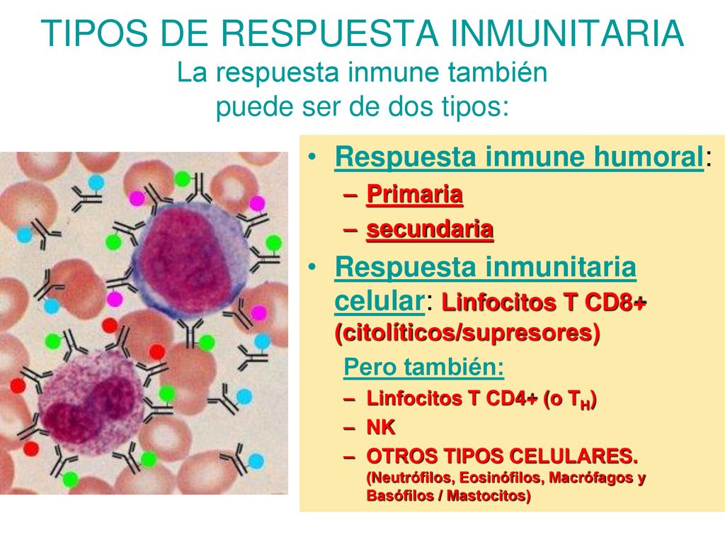 TIPOS DE RESPUESTA INMUNITARIA La respuesta inmune también puede ser de dos tipos:
