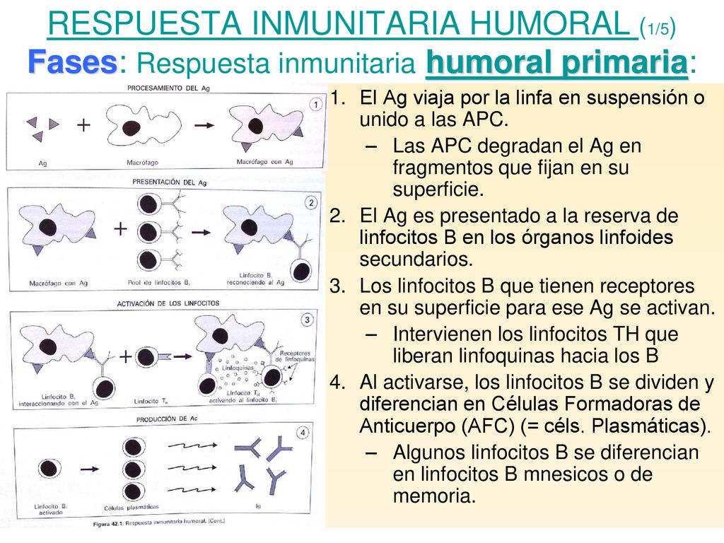 RESPUESTA INMUNITARIA HUMORAL (1/5) Fases: Respuesta inmunitaria humoral primaria: