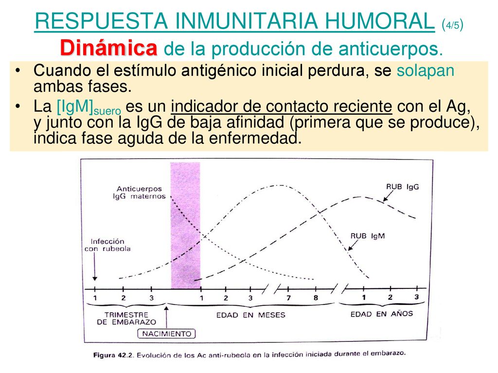 RESPUESTA INMUNITARIA HUMORAL (4/5) Dinámica de la producción de anticuerpos.