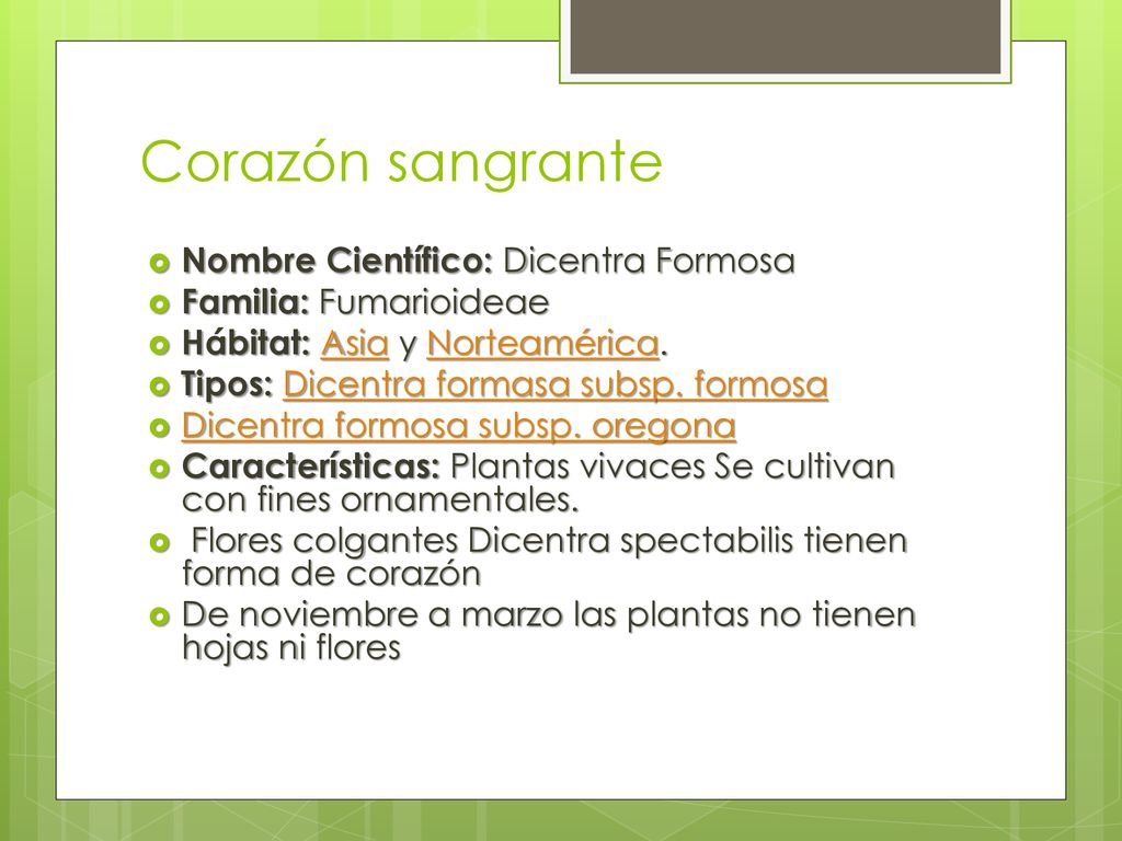 Corazón sangrante Nombre Científico: Dicentra Formosa