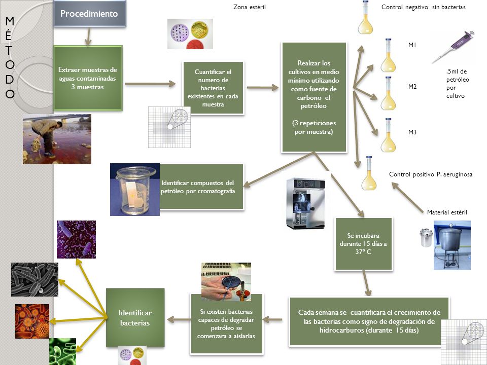 M É T O D Procedimiento Identificar bacterias