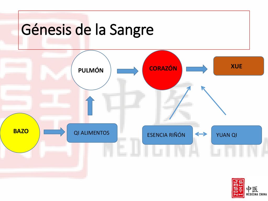 Génesis de la Sangre XUE CORAZÓN PULMÓN BAZO QI ALIMENTOS