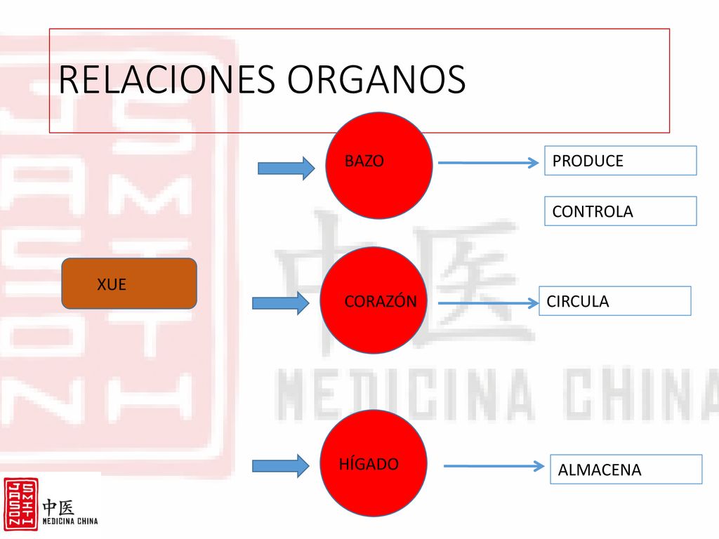 RELACIONES ORGANOS BAZO PRODUCE CONTROLA XUE CORAZÓN CIRCULA HÍGADO