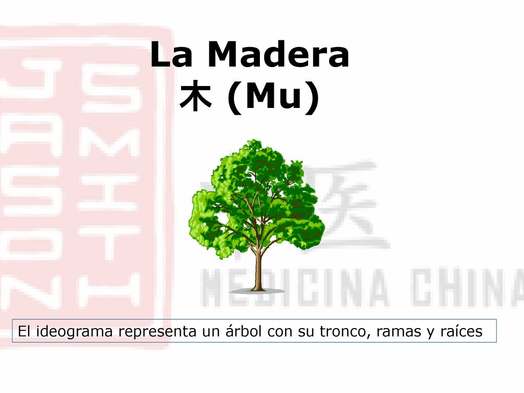 La Madera 木 (Mu) El ideograma representa un árbol con su tronco, ramas y raíces
