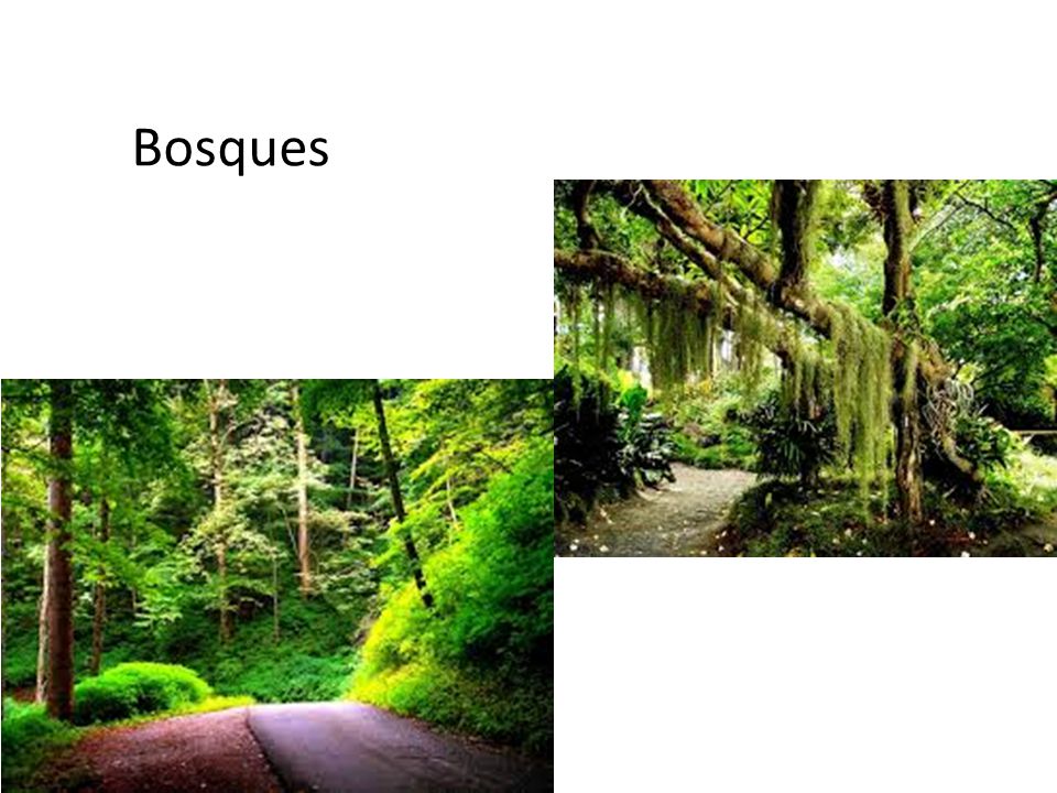 Bosques