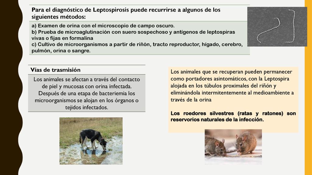 Para el diagnóstico de Leptospirosis puede recurrirse a algunos de los siguientes métodos: