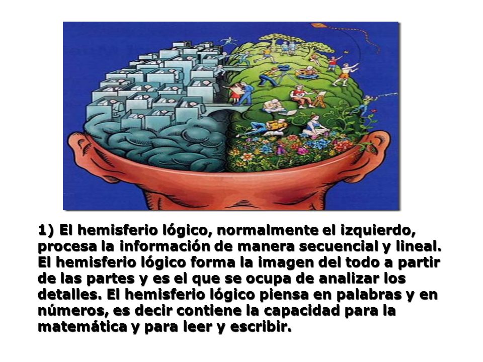 1) El hemisferio lógico, normalmente el izquierdo, procesa la información de manera secuencial y lineal.