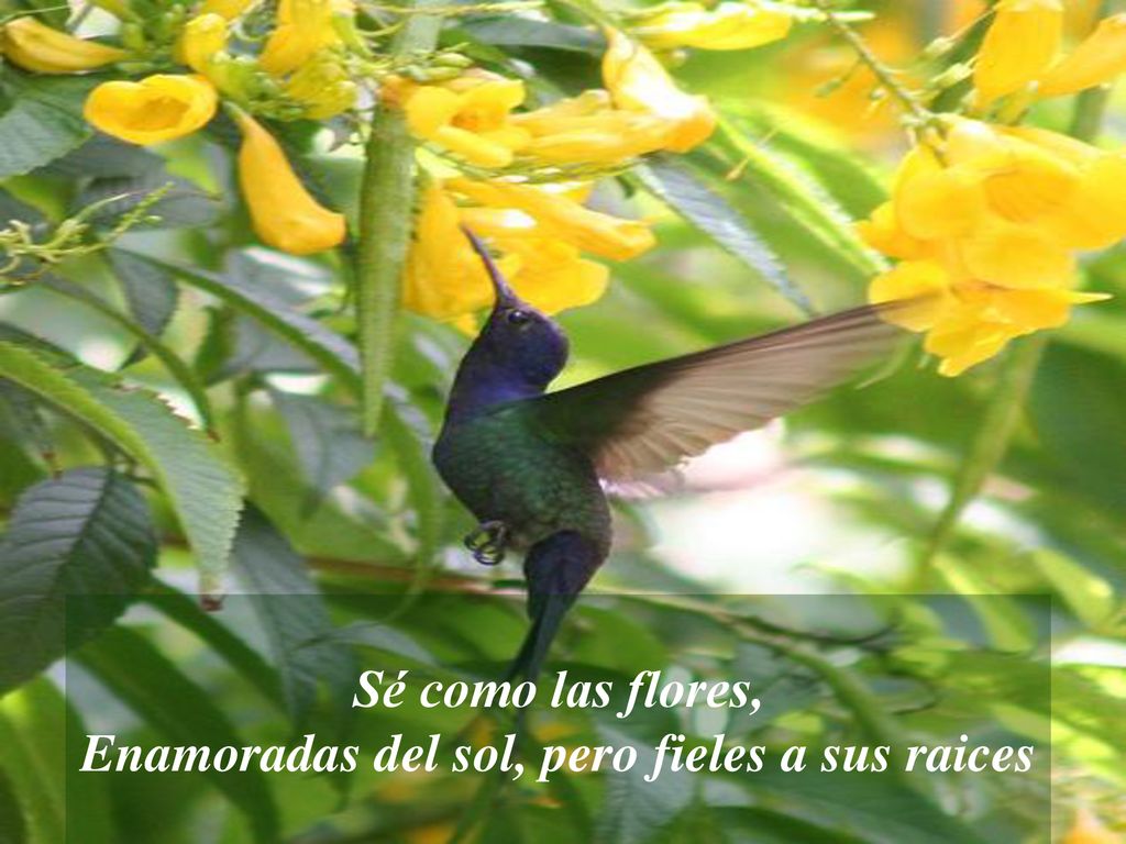 Sé como las flores, Enamoradas del sol, pero fieles a sus raices