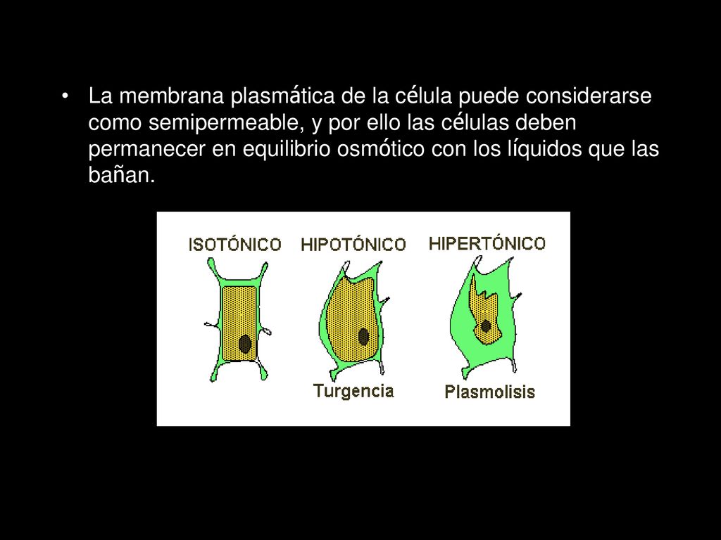 La membrana plasmática de la célula puede considerarse como semipermeable, y por ello las células deben permanecer en equilibrio osmótico con los líquidos que las bañan.