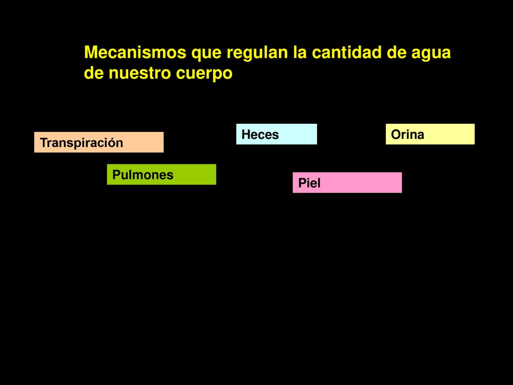 Mecanismos que regulan la cantidad de agua de nuestro cuerpo