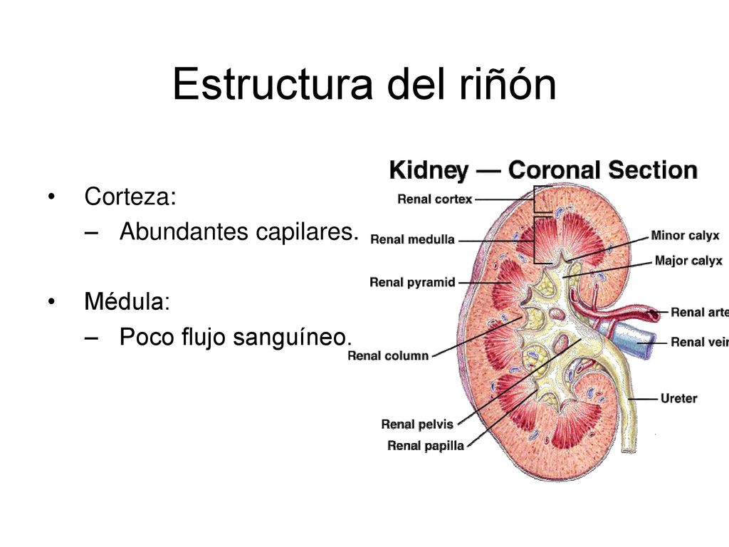 Estructura del riñón Corteza: Abundantes capilares. Médula: