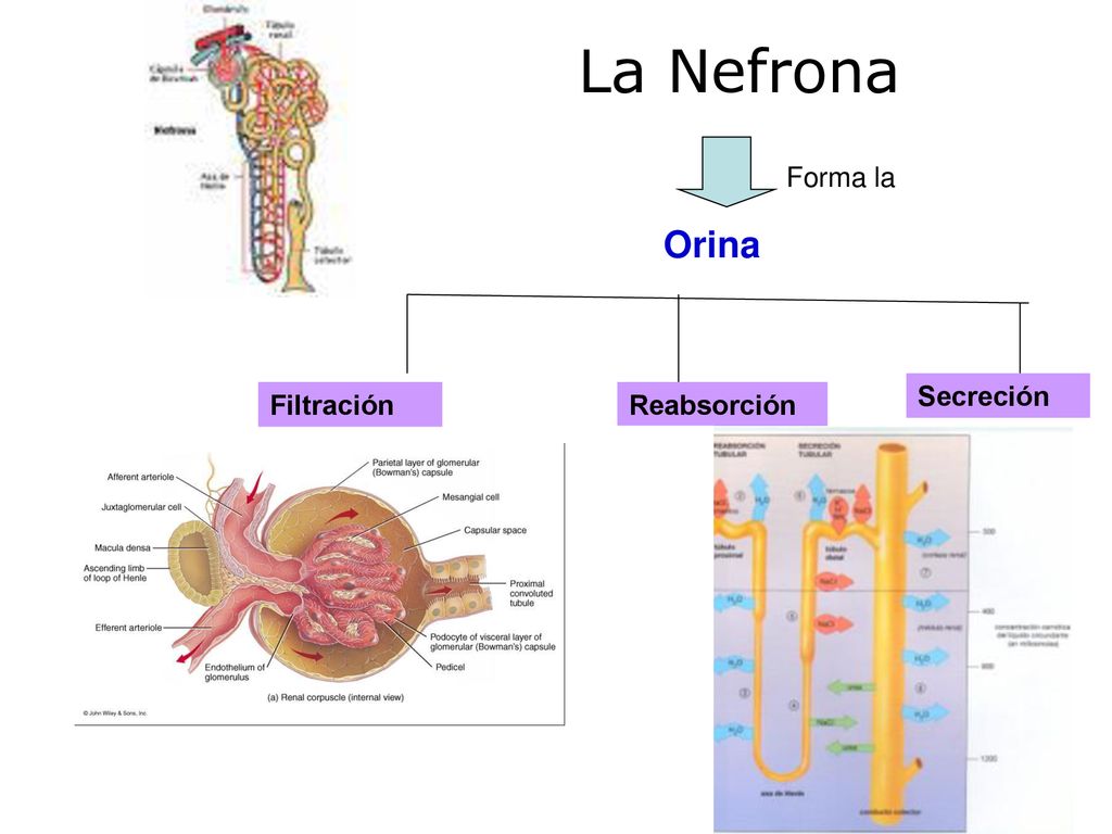 La Nefrona Forma la Orina AA AE Secreción Filtración Reabsorción 18