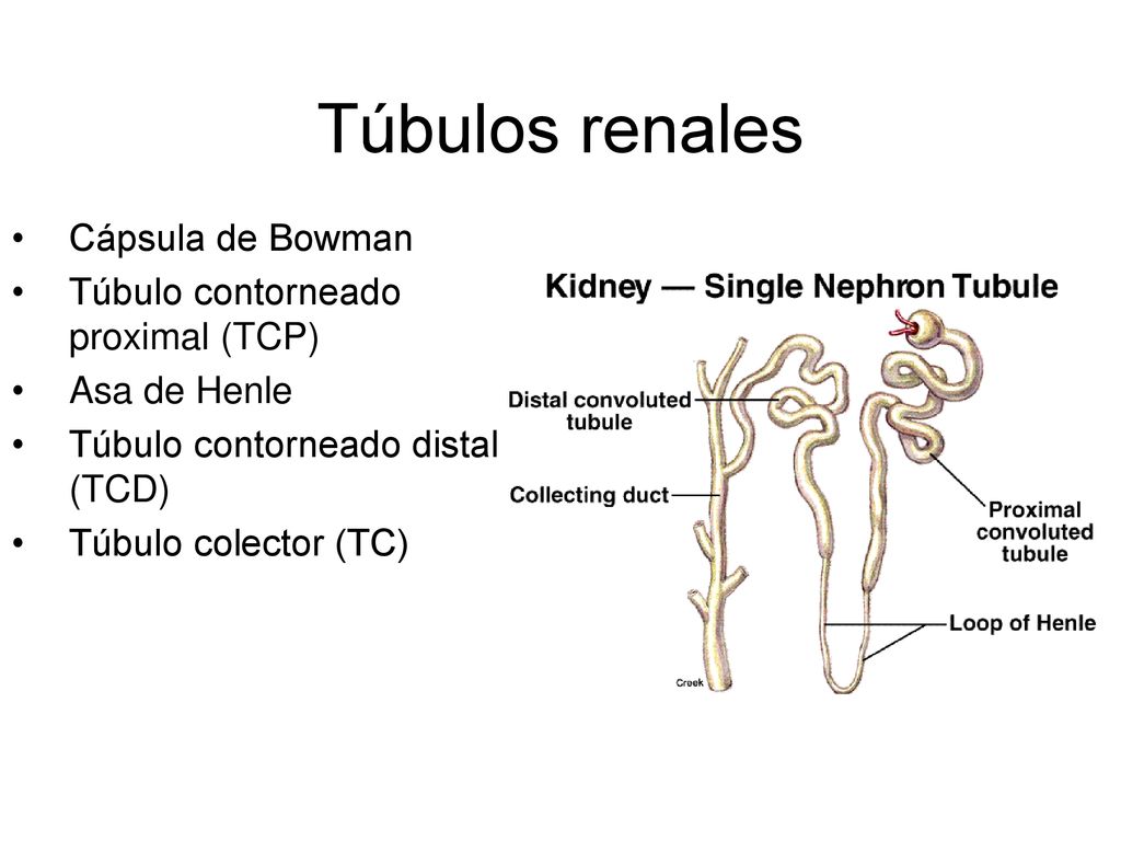 Túbulos renales Cápsula de Bowman Túbulo contorneado proximal (TCP)