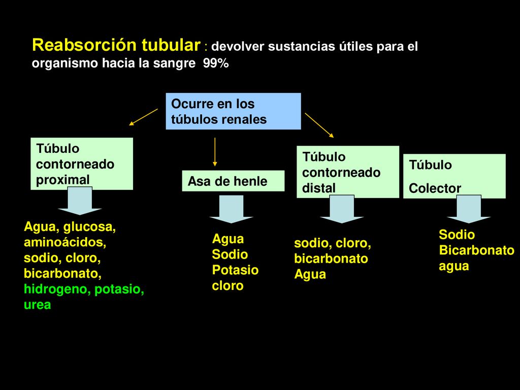 Reabsorción tubular : devolver sustancias útiles para el organismo hacia la sangre 99%