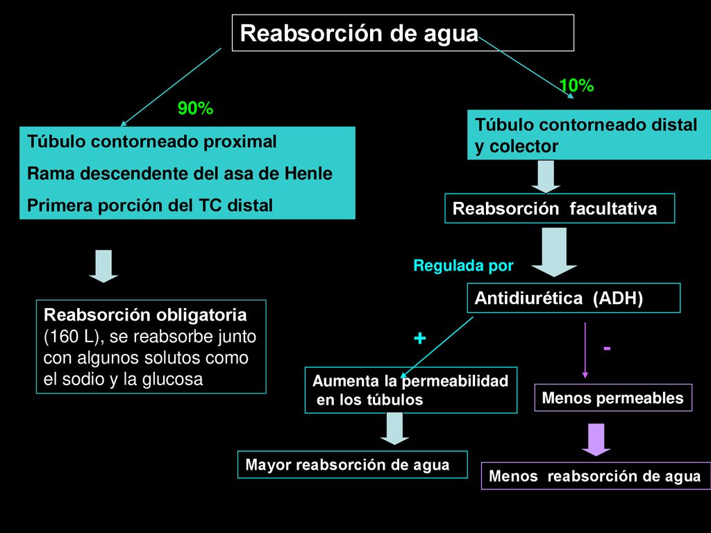 Reabsorción de agua % 90% Túbulo contorneado distal y colector