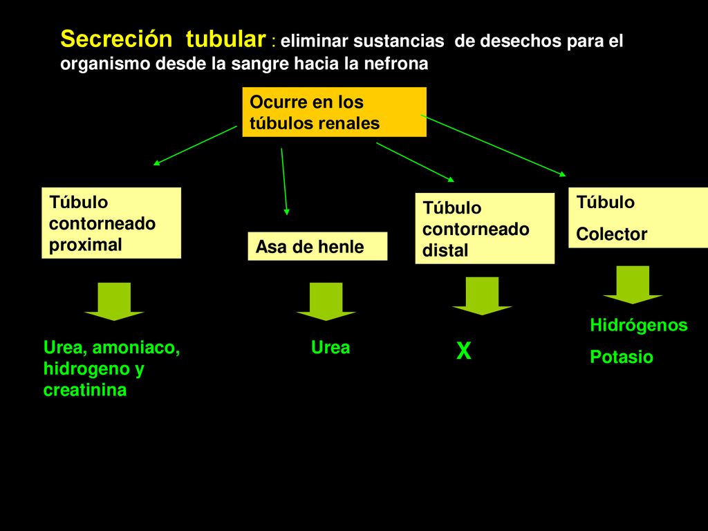 Secreción tubular : eliminar sustancias de desechos para el organismo desde la sangre hacia la nefrona
